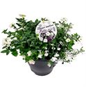Bild von TP26 Mixpot Mix 7